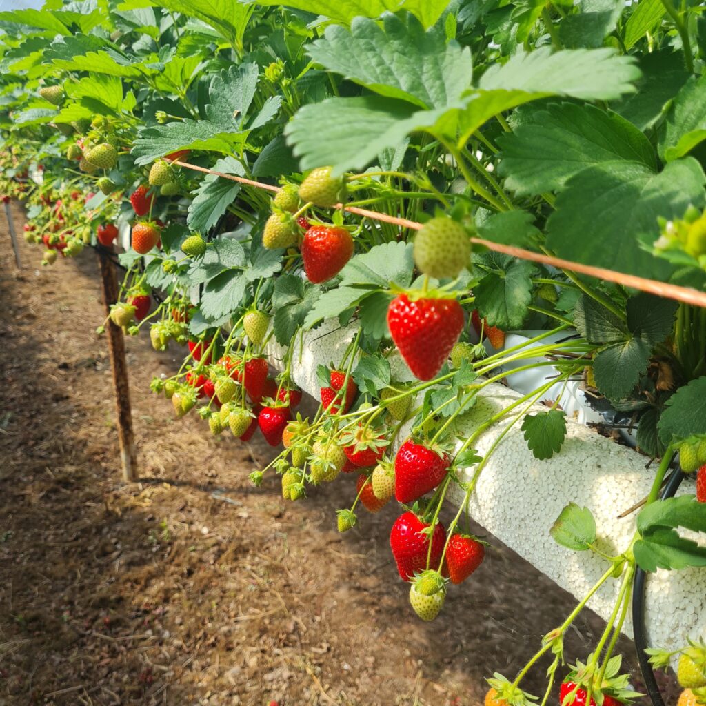 strawberry picking Staffordshire