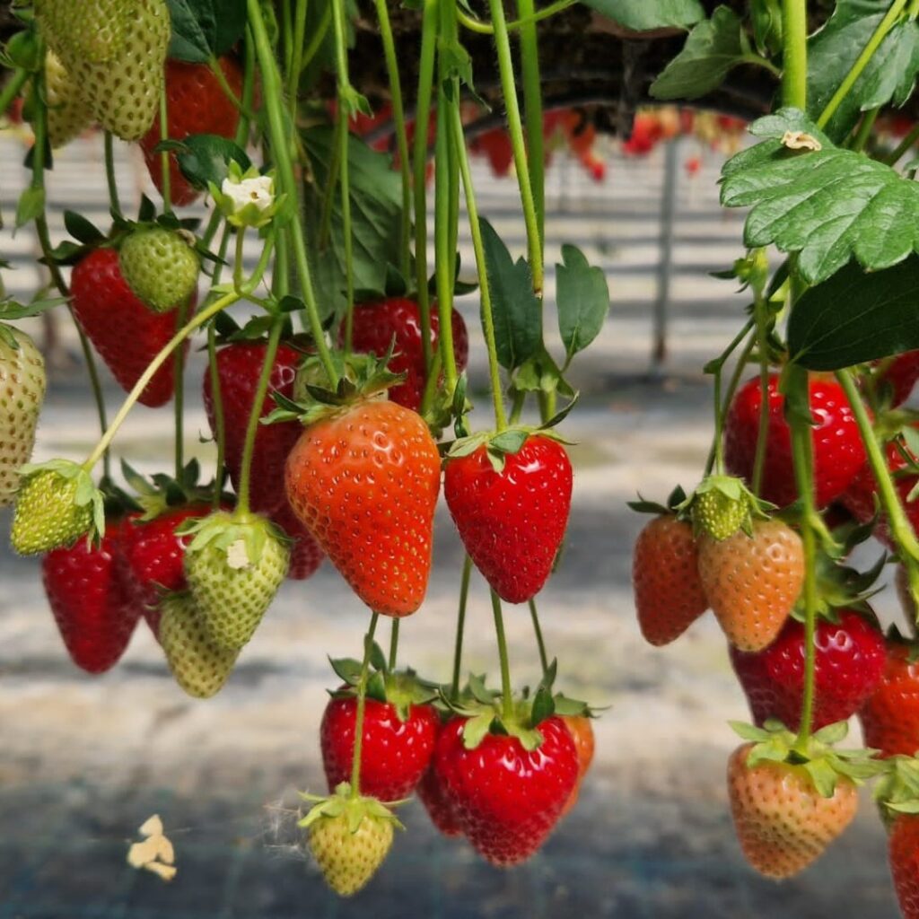 strawberry picking West Midlands