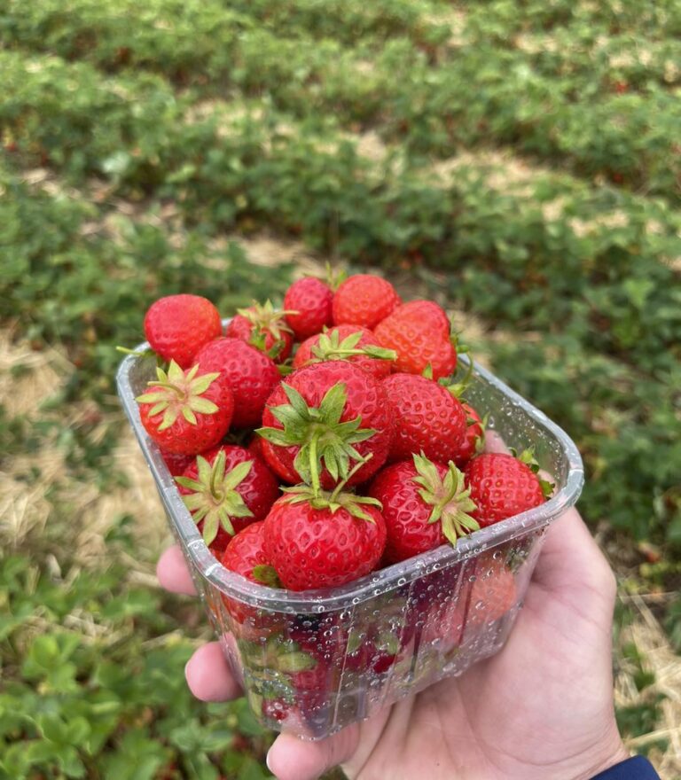Best Strawberry Picking Leicestershire Has To Offer 2024