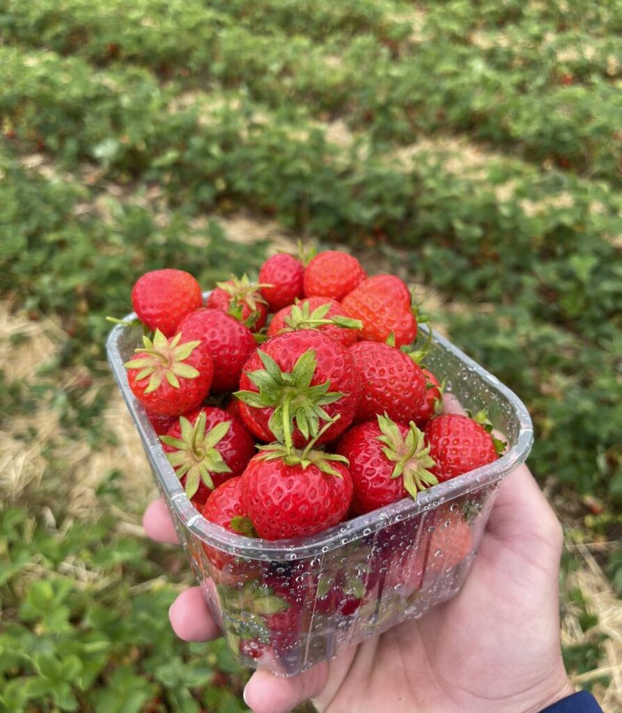 strawberry picking Leicestershire