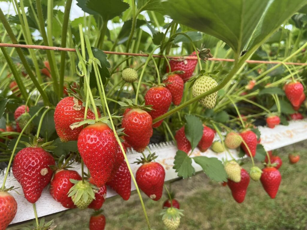 strawberry picking herefordshire