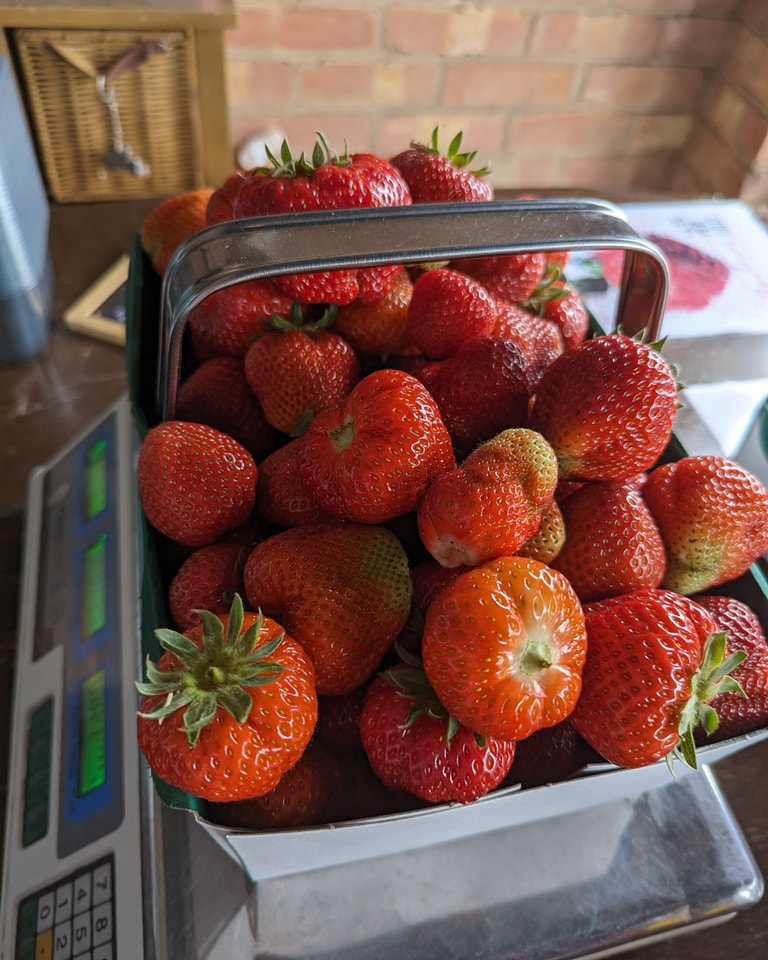 strawberry picking Cambridgeshire
