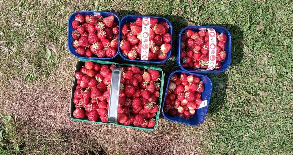 strawberry picking Northumberland

