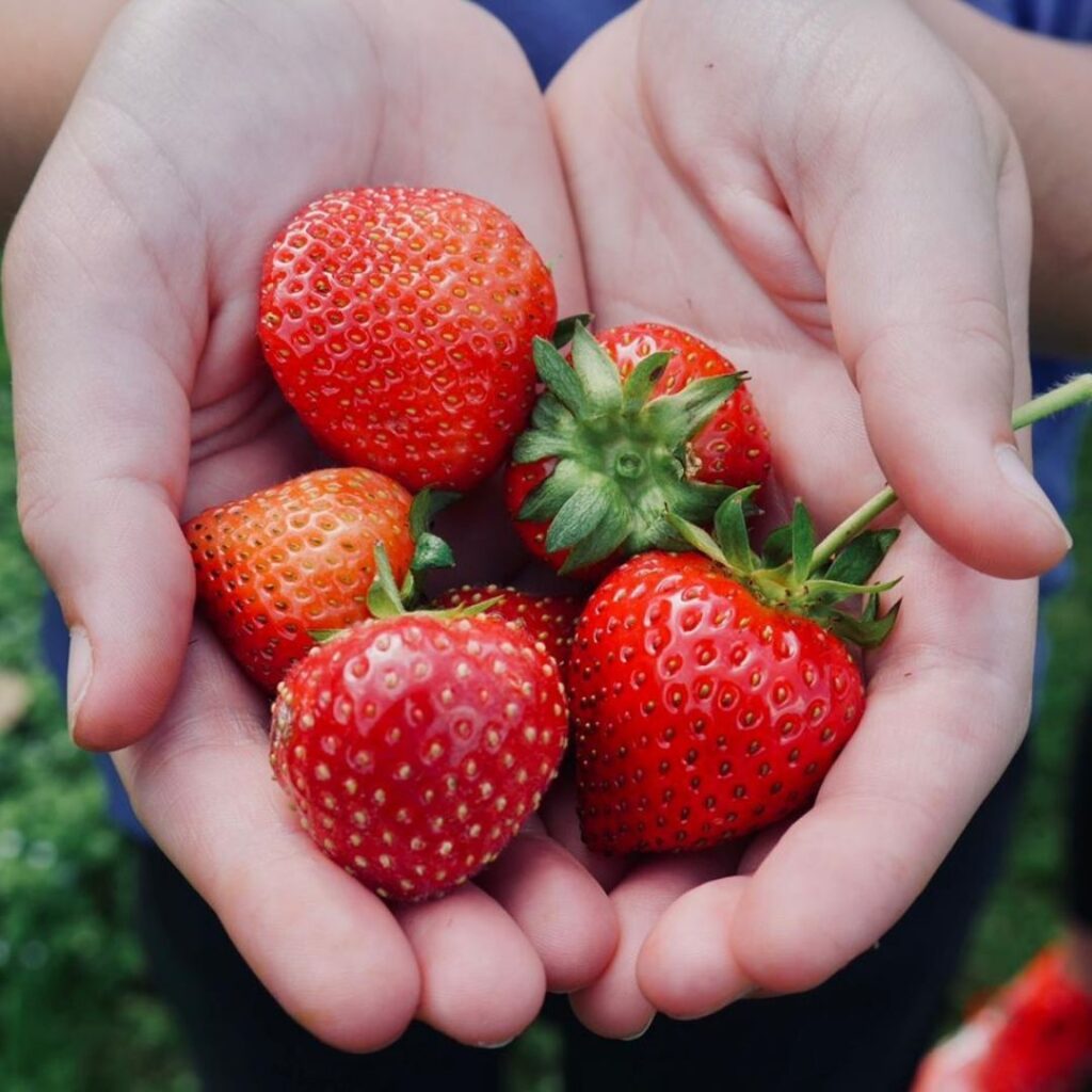 strawberry picking Berkshire