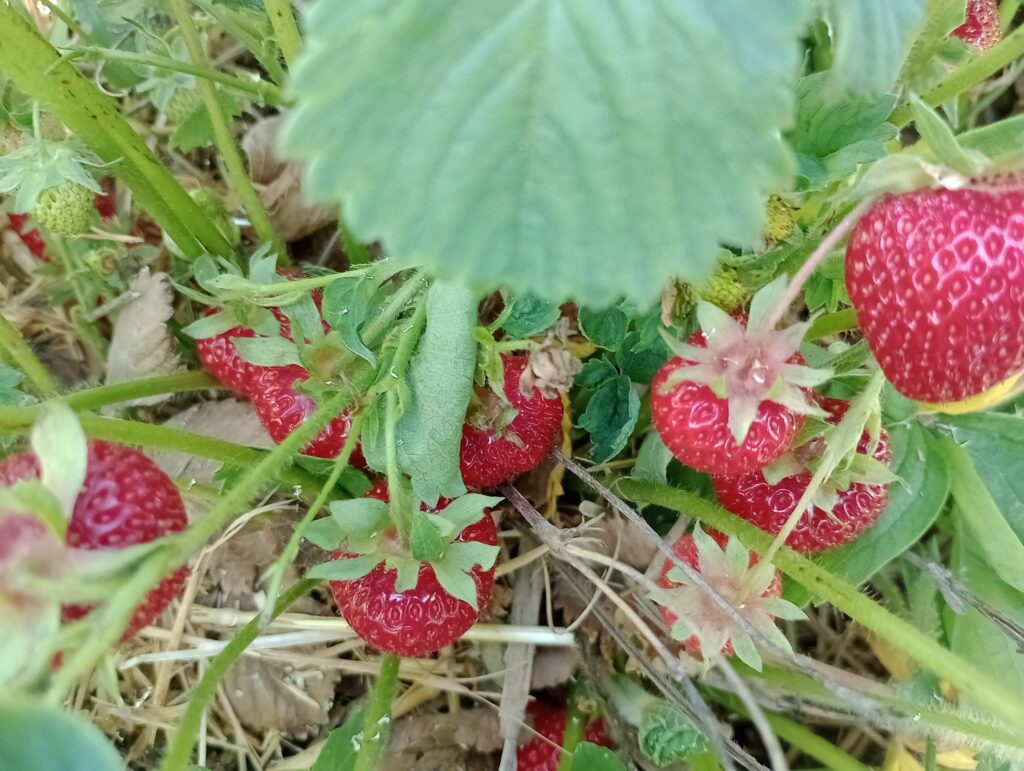 strawberry picking Nottinghamshire
