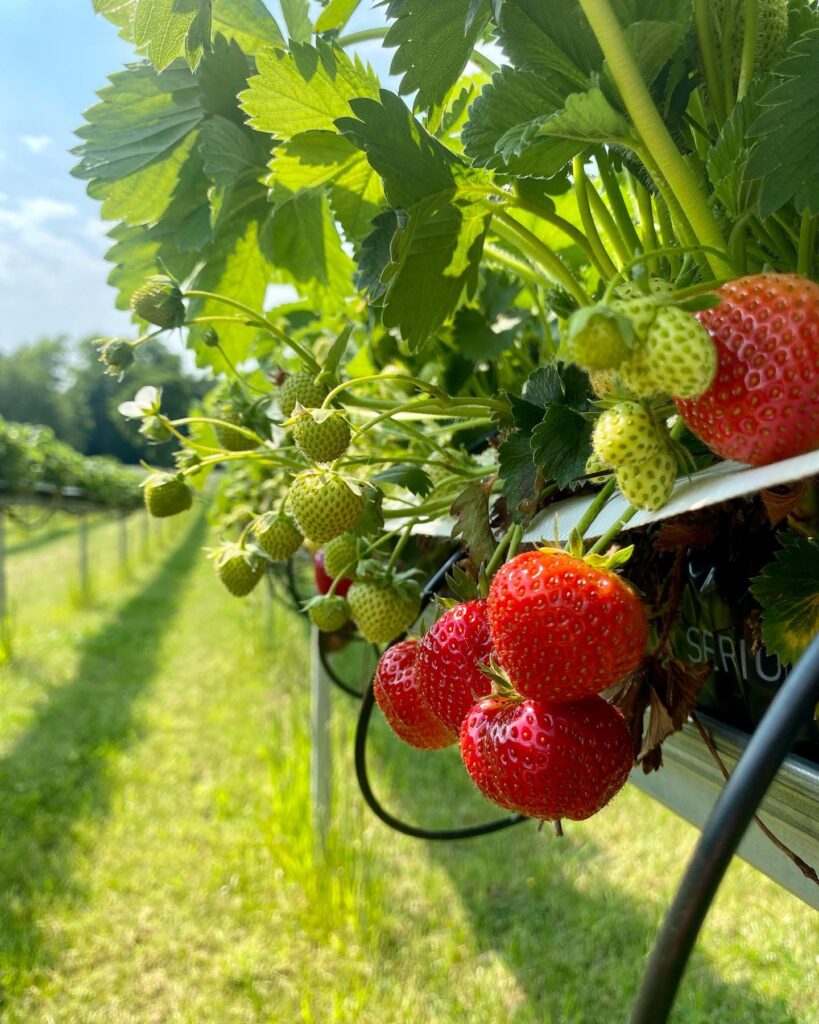 strawberry picking Gloucestershire