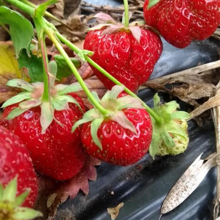 strawberry picking Kent