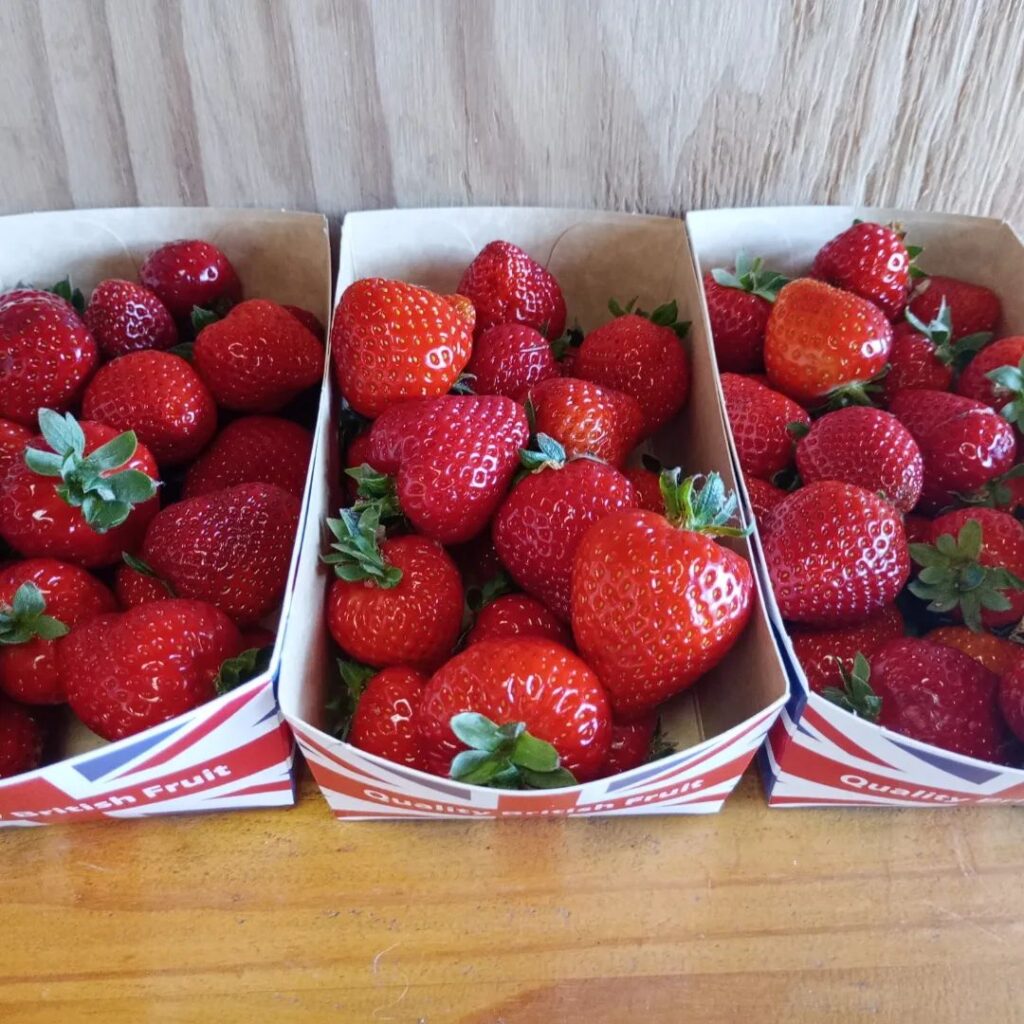 strawberry picking dorset
