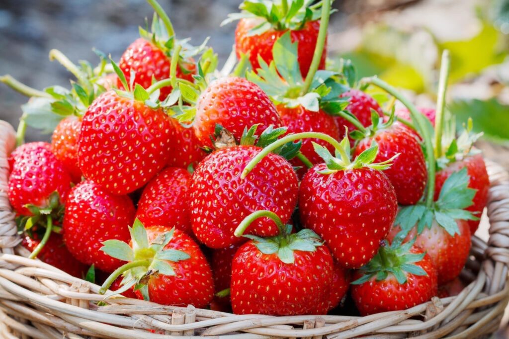 strawberry picking Buckinghamshire