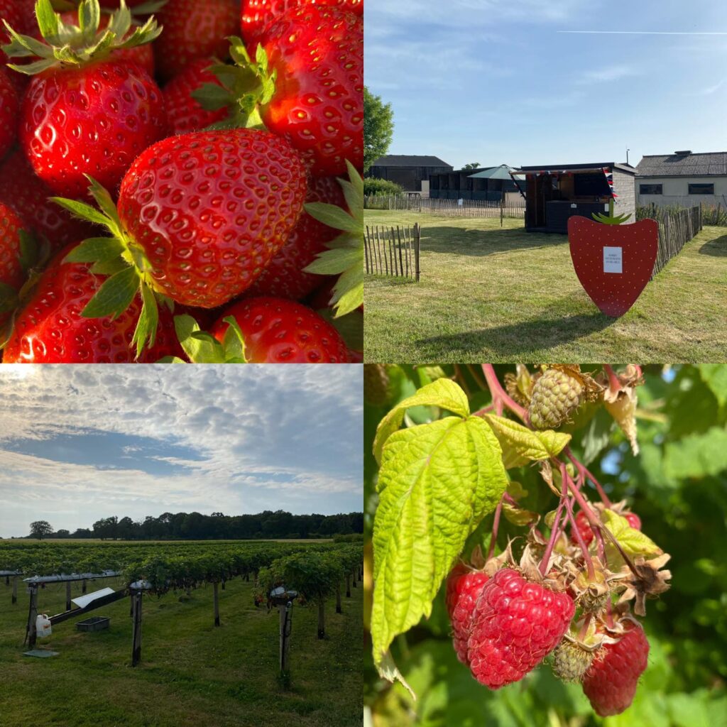 strawberry picking Essex
