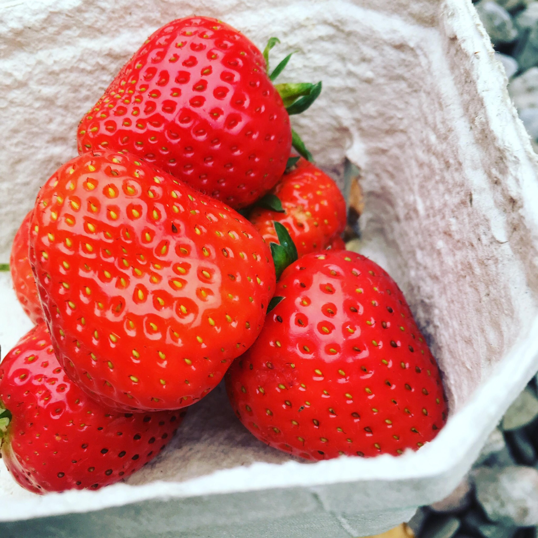 Best Strawberry Picking Herefordshire Has To Offer 2024