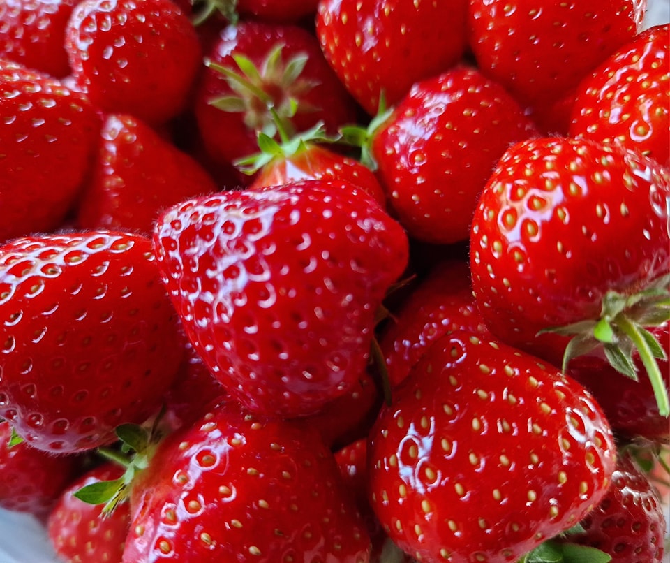 strawberry picking Devon
