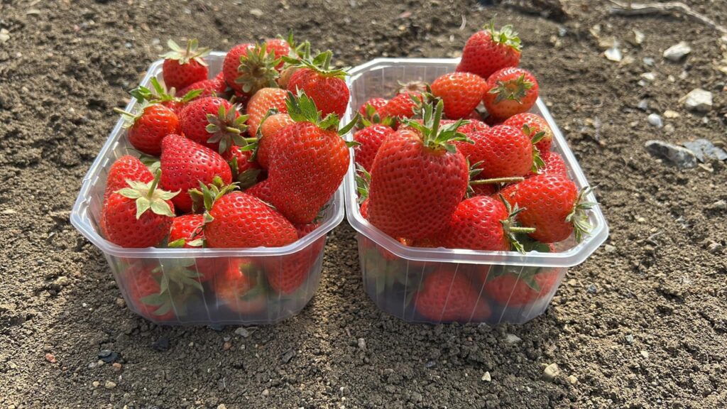 strawberry picking warwickshire
