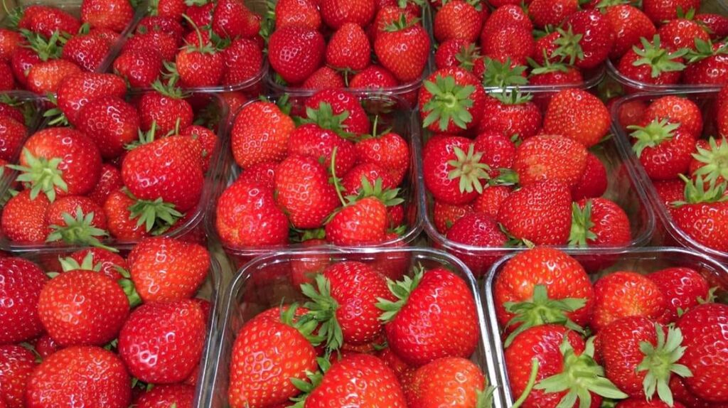 strawberry picking Yorkshire