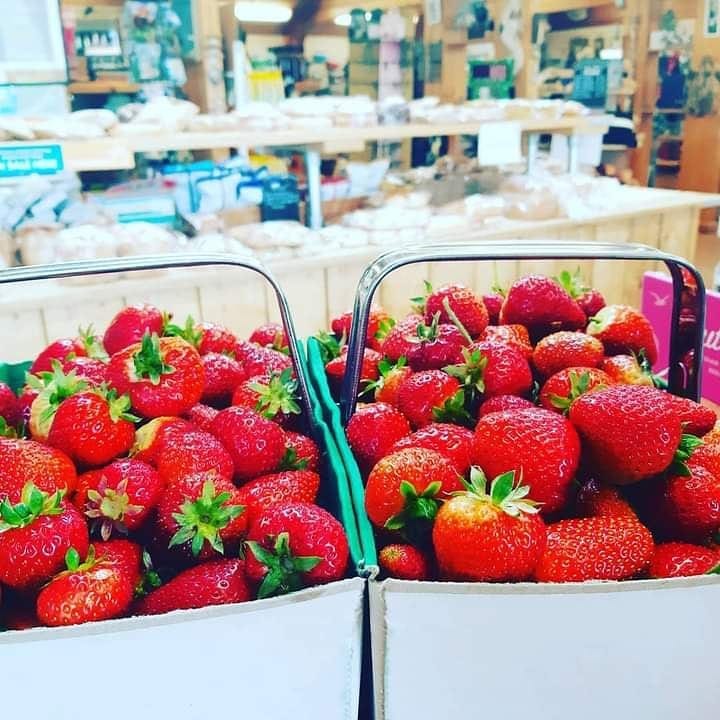 strawberry picking Cornwall