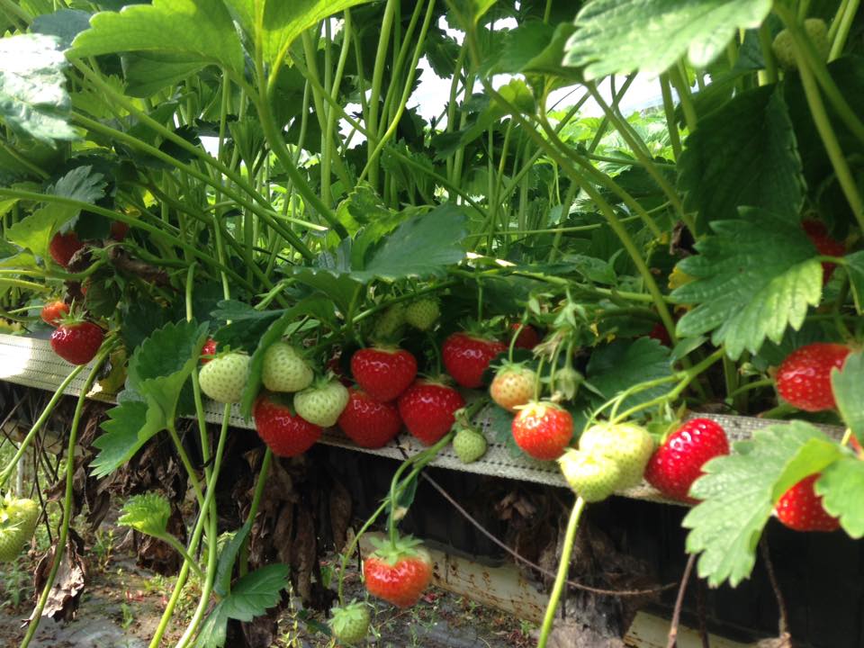 strawberry picking Cheshire