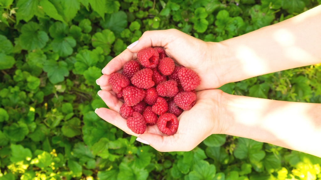 Best Raspberry picking Shropshire Has To Offer 2024