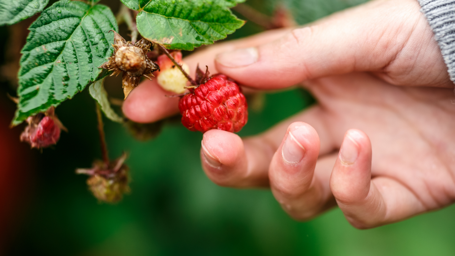 best-raspberry-picking-cheshire-has-to-offer-2023