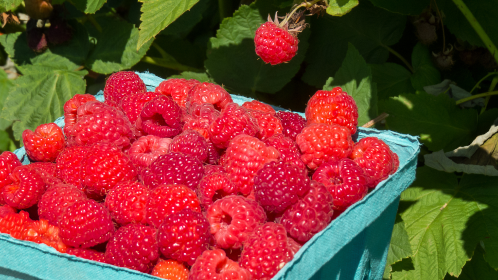 Best Raspberry Picking Newcastle Has To Offer in 2024