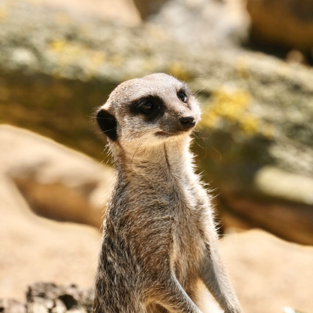 meerkat experience