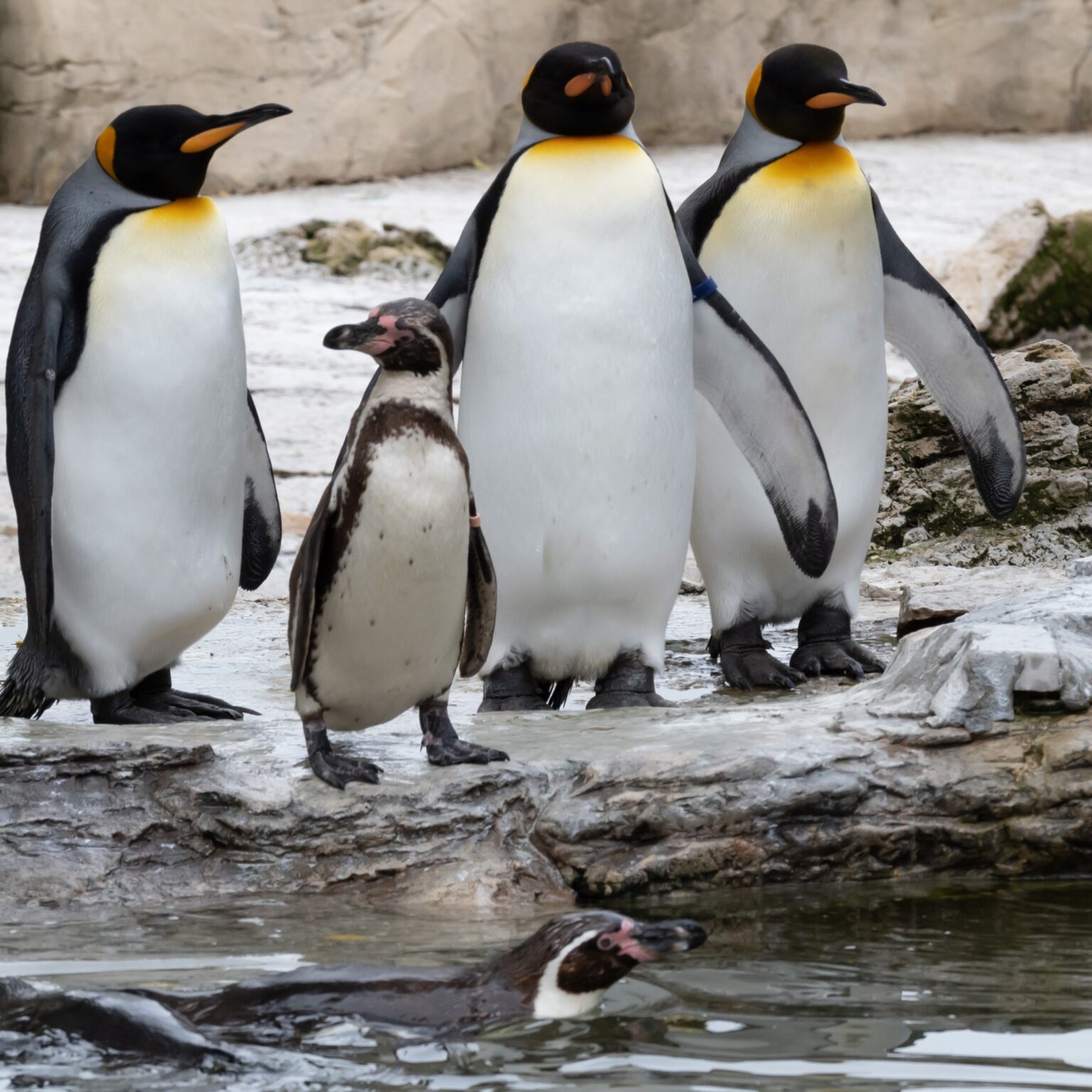 Are There Any Penguin Experiences Near Me 2025