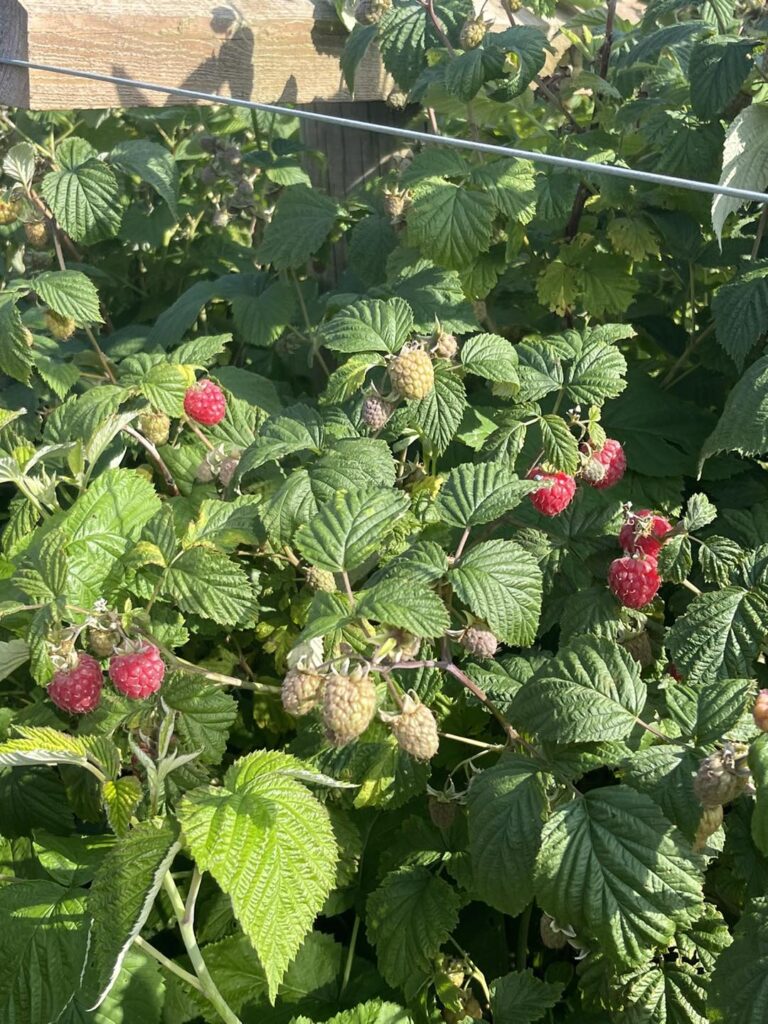 raspberry picking Rutland
