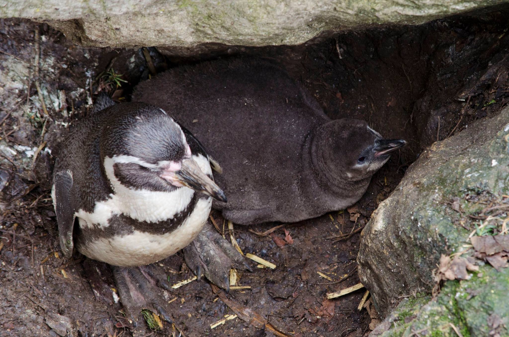 Are There Any Penguin Experiences Near Me 2025