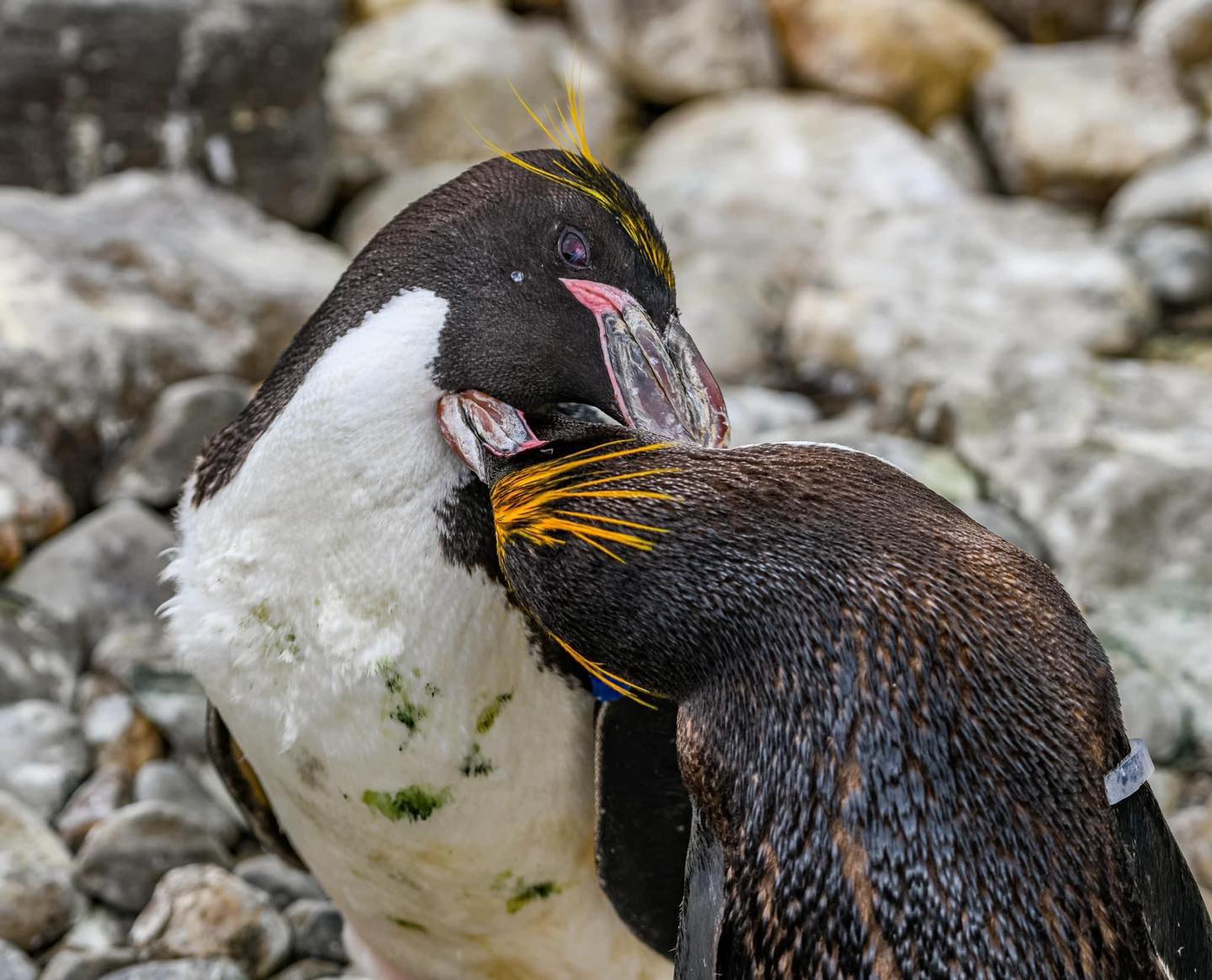 Are There Any Penguin Experiences Near Me 2024