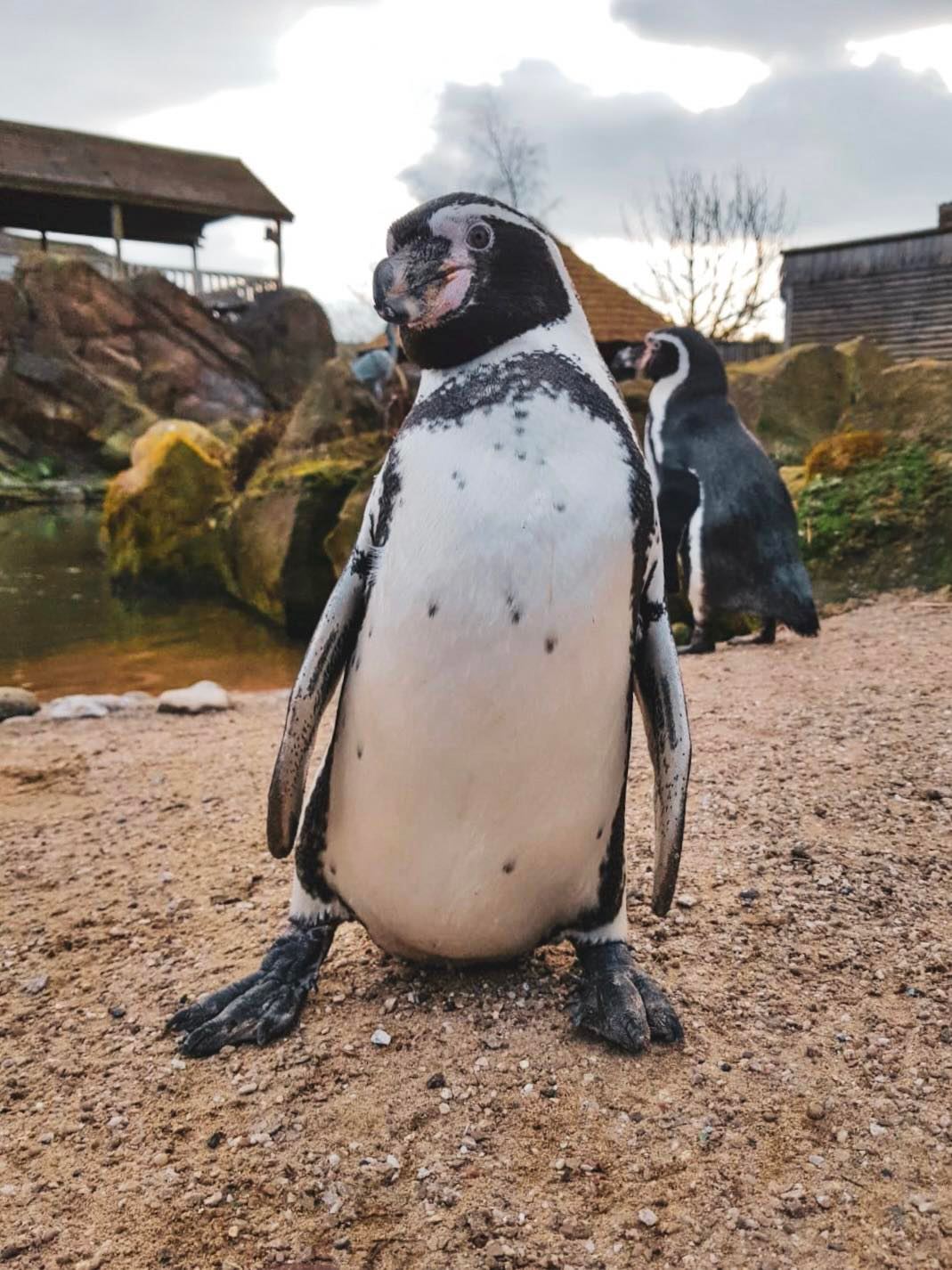 Penguin Near Me
