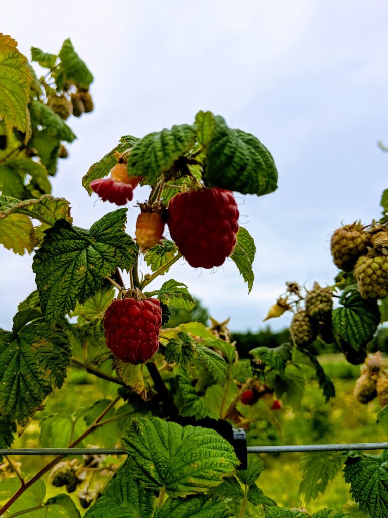 raspberry picking Shropshire
