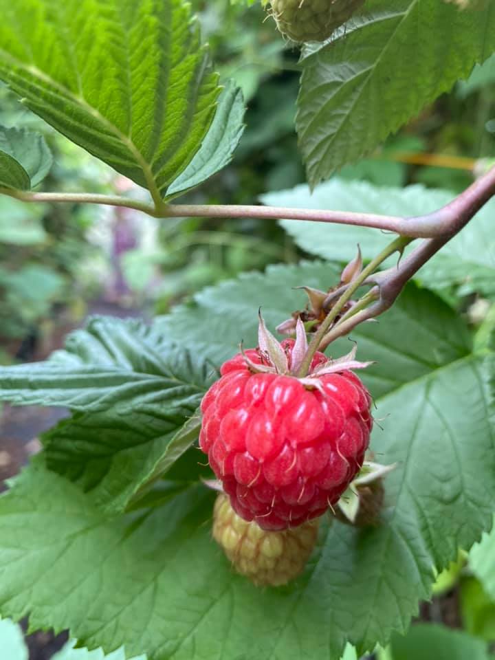raspberry picking Cheshire
