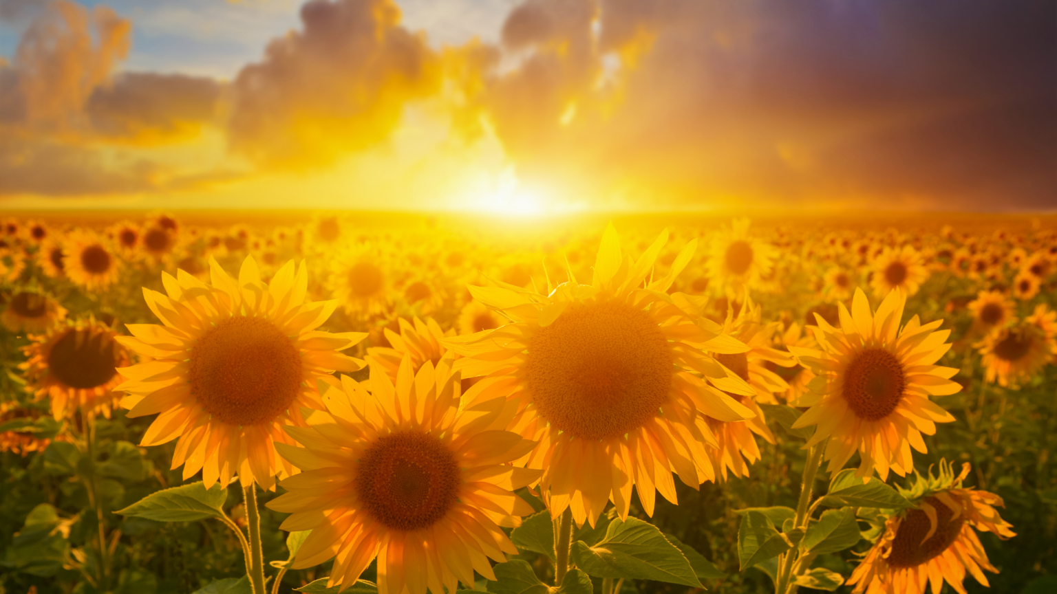 Best Sunflower Fields Arizona Has To Offer in 2024