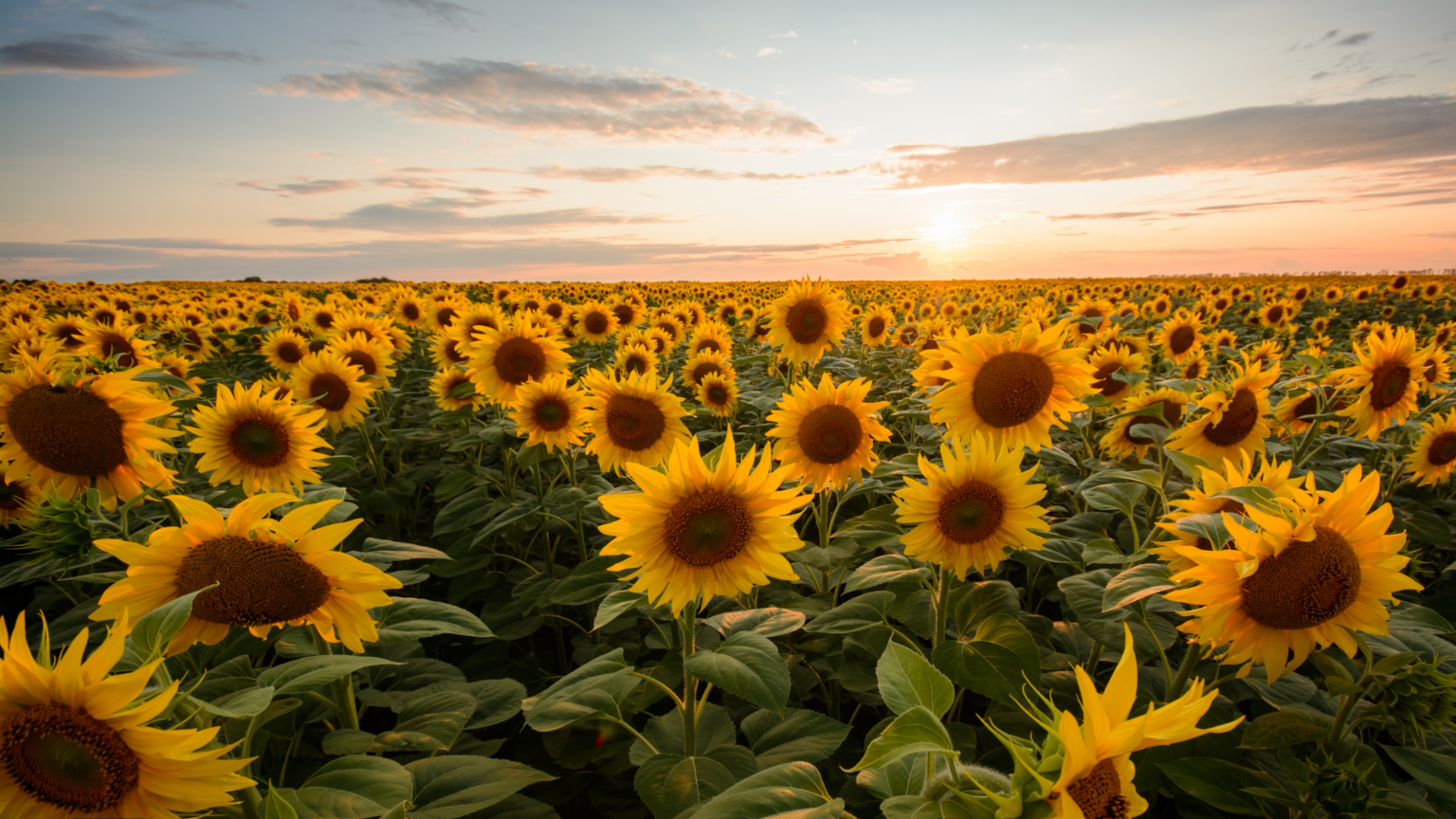 Best Sunflower Fields Oregon Has To Offer 2024