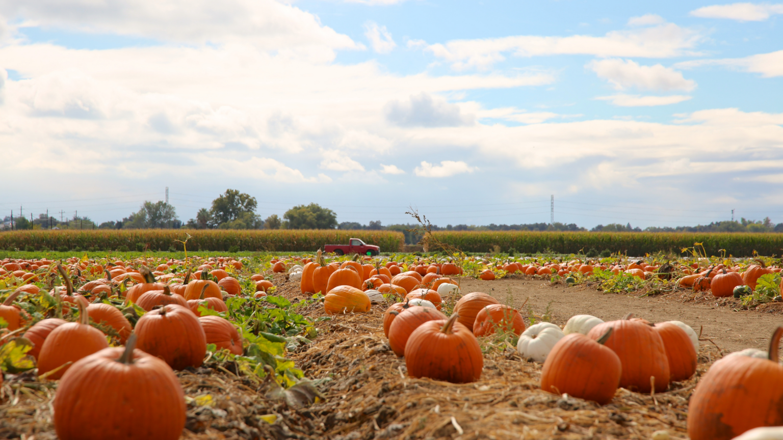 Best Pumpkin Patches Chicago Has To Offer 2024