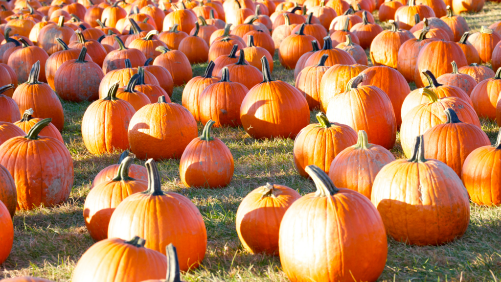 Best Pumpkin Patches Baltimore Has To Offer 2024