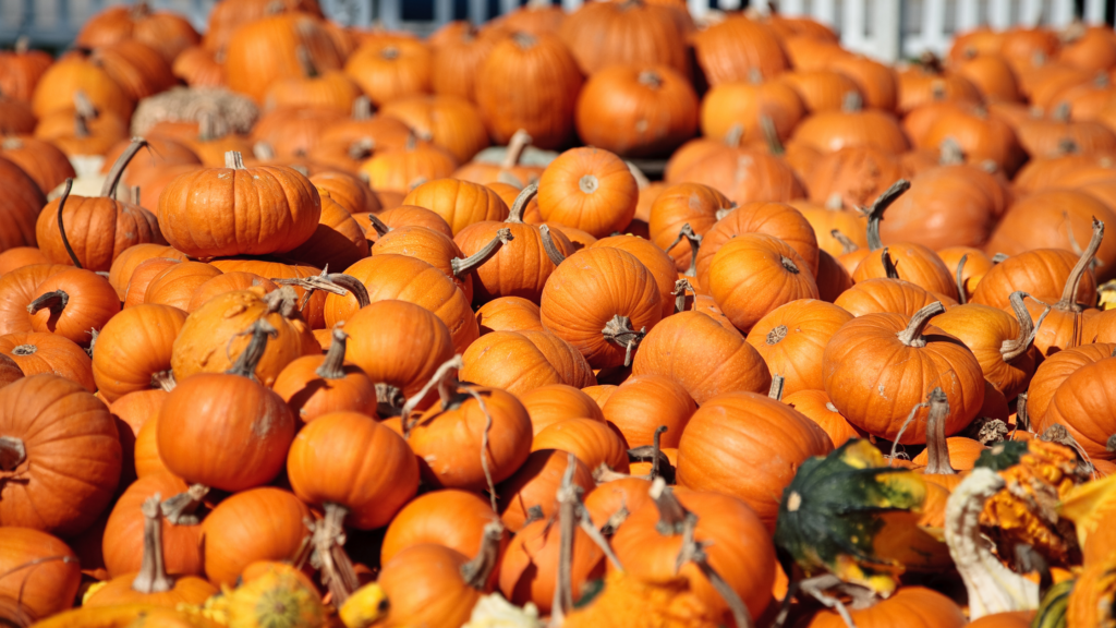 Best Pumpkin Patches San Antonio Has To Offer 2024