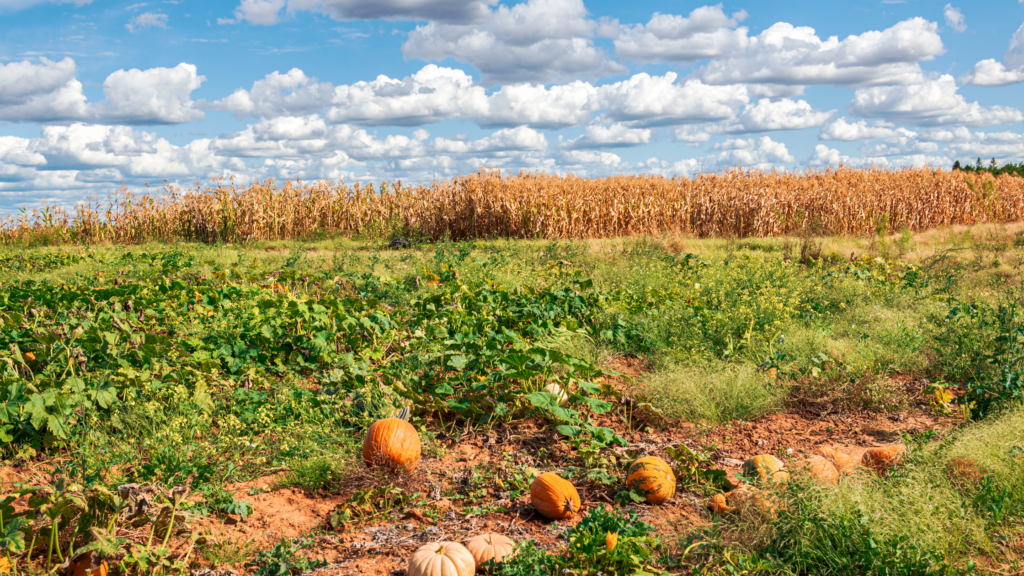 Best Pumpkin Patches West Virginia Has To Offer 2024