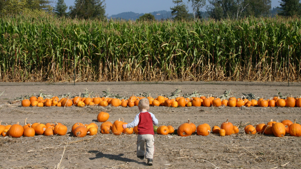 Best Pumpkin Patches Pasadena For You To Explore 2024