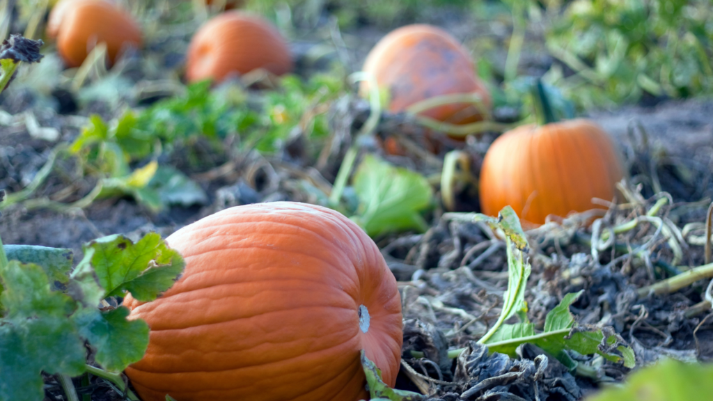 Best Pumpkin Patches San Jose For You To Explore 2024