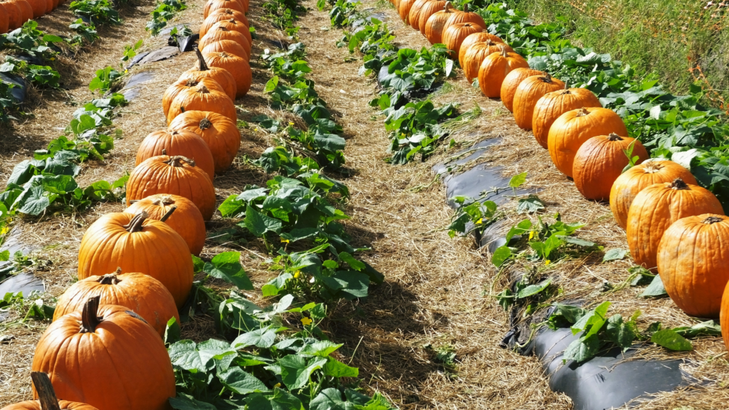 Best Pumpkin Patches Long Beach Has To Offer 2024