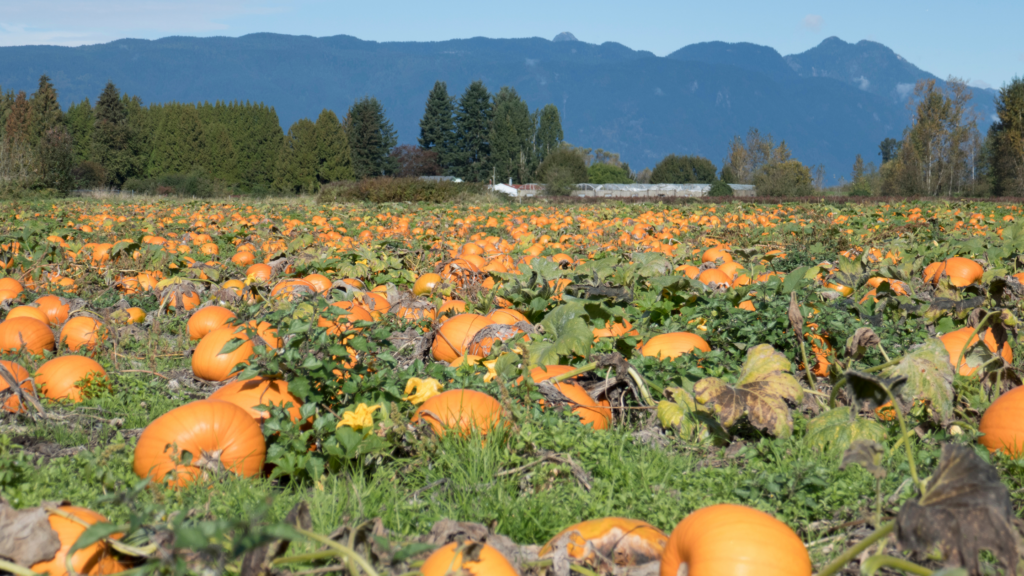 Best Pumpkin Patch Seattle Choices 2024