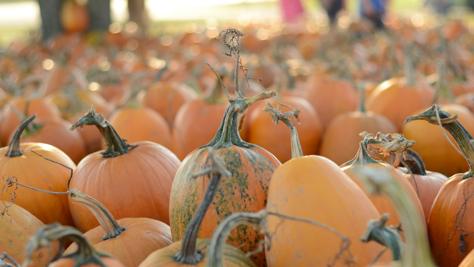 Best Pumpkin Patch Wyoming Choices 2024