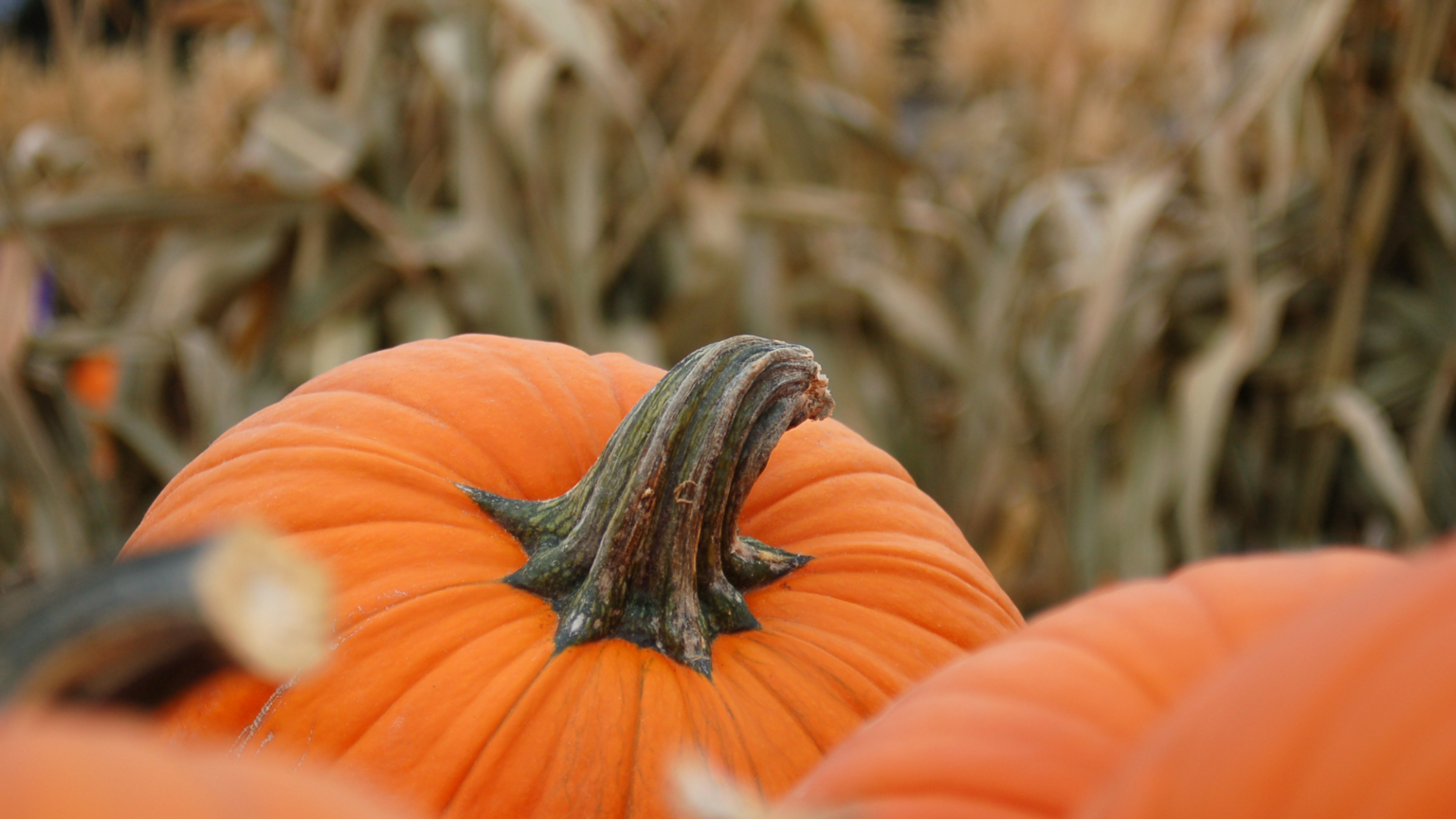 Best Charlotte nc Pumpkin Patches For You To Explore 2023