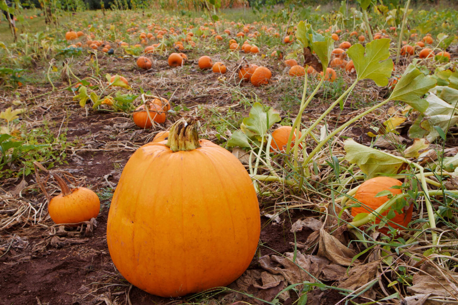 Best Pumpkin Patches Las Vegas Has To Offer 2024