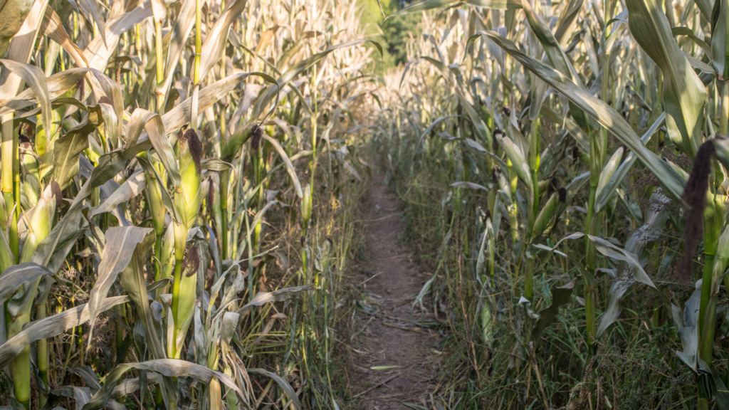 Best Corn Mazes Idaho Has To Offer 2024