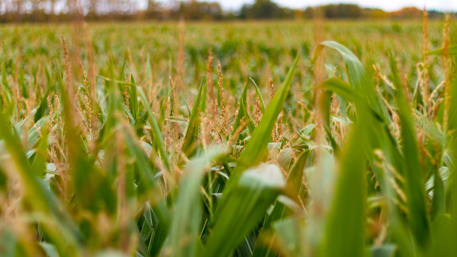 Best Corn Mazes Kansas Has To Offer 2024