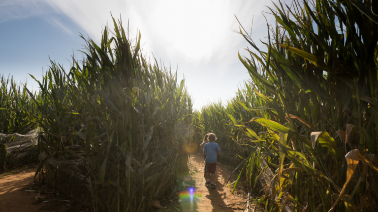 Best Corn Mazes Virginia Has To Offer 2024