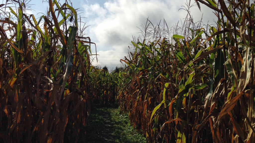 Best Corn Mazes Texas Has To Offer 2024