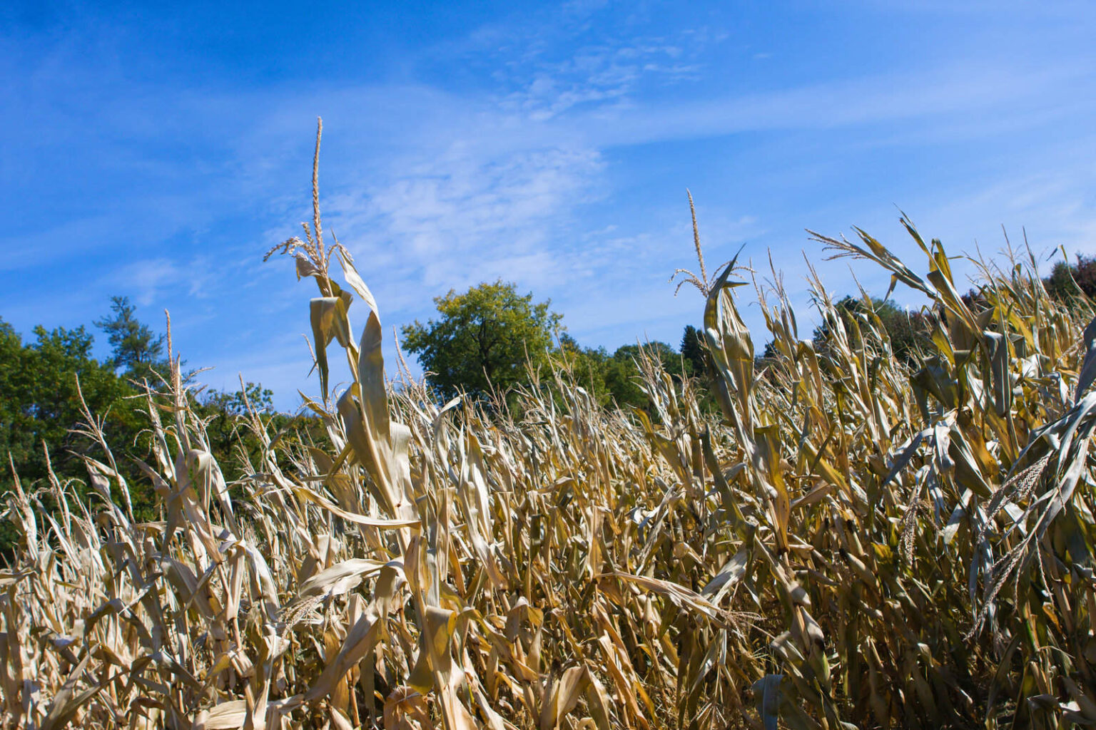 Best Corn Mazes New Mexico Has To Offer 2024