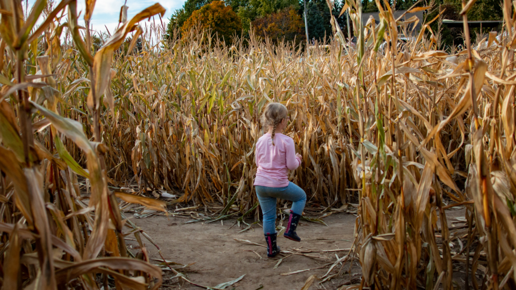 Best Corn Mazes Tennessee Has To Offer 2024